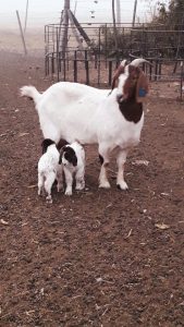 Algunos de los animales que pueden encontrarse en La Legua