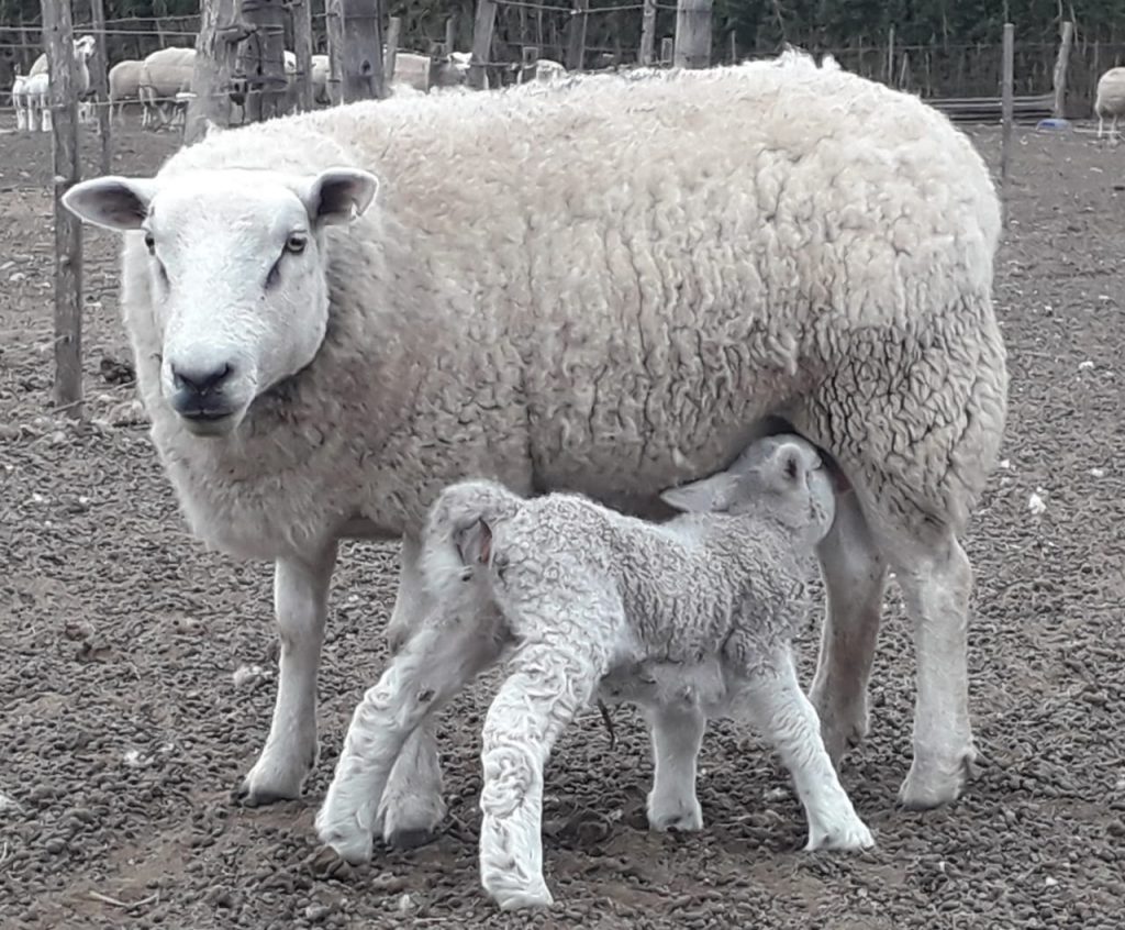 Ejemplares Texel de la cabaña