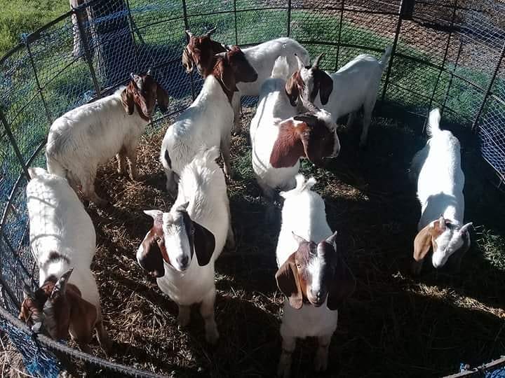 Ejemplares boer de los Bergia