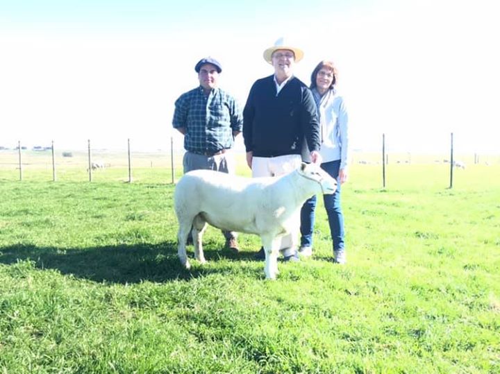 Susana y Carlos junto al carnero uruguayo que eligieron para importar genética
