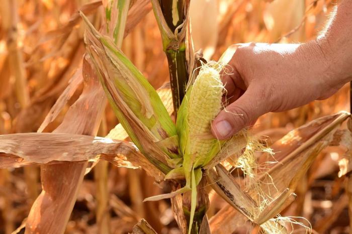 Foto: Diogo Zanatta / Especial