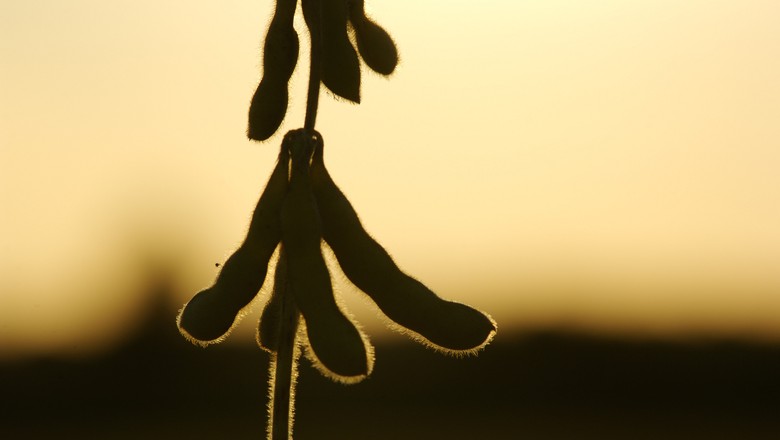 (Foto: United Soybean Board/CCommons