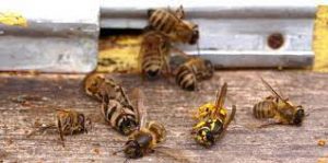 abejas