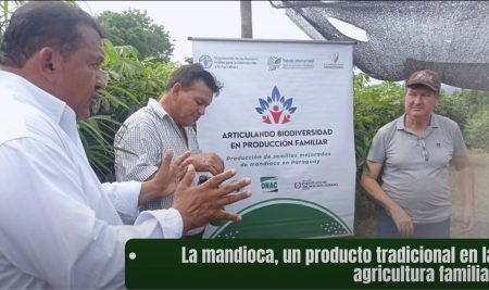 Semillas de mandioca: preservando la tradición y el futuro productivo en Paraguay
