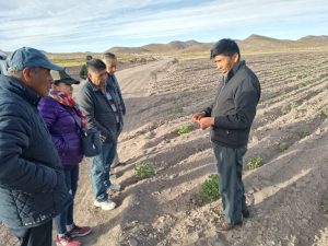Avances en la ejecución del proyecto “Articulando biodiversidad en producción familiar”: mejoramiento genético del cultivo de quinua real en Bolivia